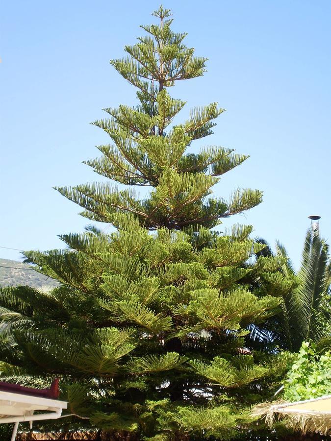 Gogo's - γωγώ & * Nydri (Lefkada)